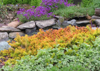Garden Flowers
